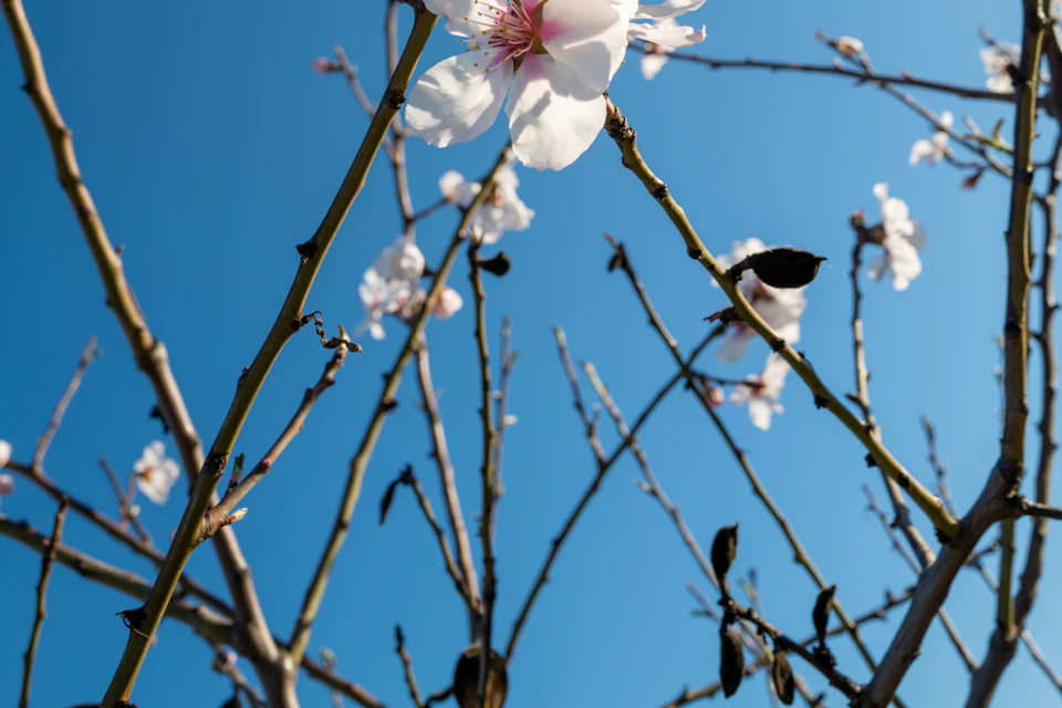 Ramos de amendoeira com flores brancas e rosadas contra o céu azul