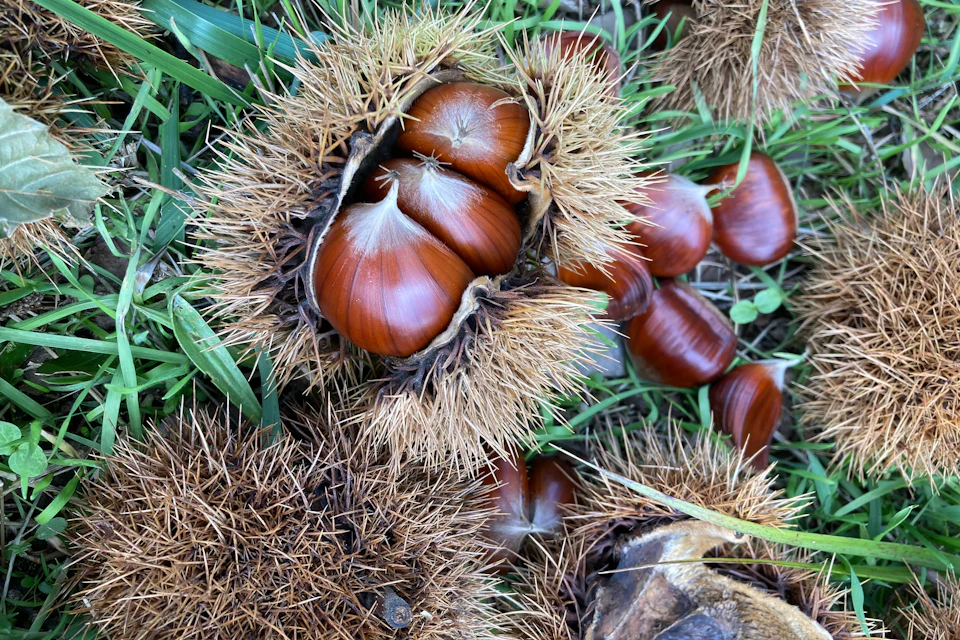 Castanhas e ouriços abertos caídos na erva
